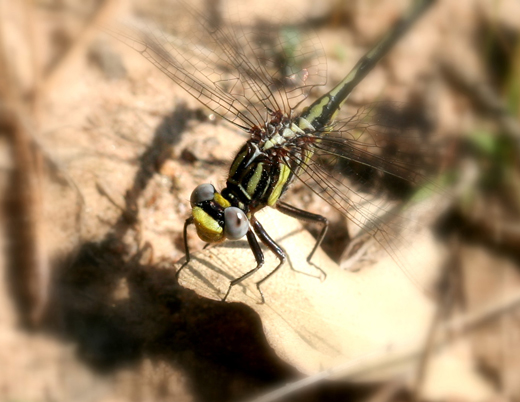 d9282_DragonFly