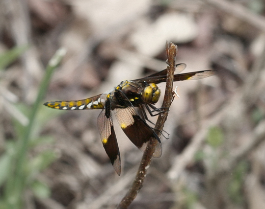 d9612_dragonFly
