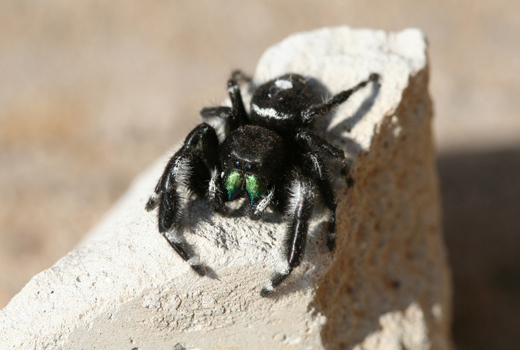 s1603_jumpingSpider
