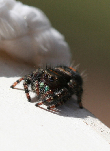 s5455_jumpingSpider
