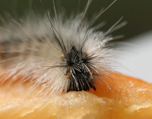 afw_0caterpillar