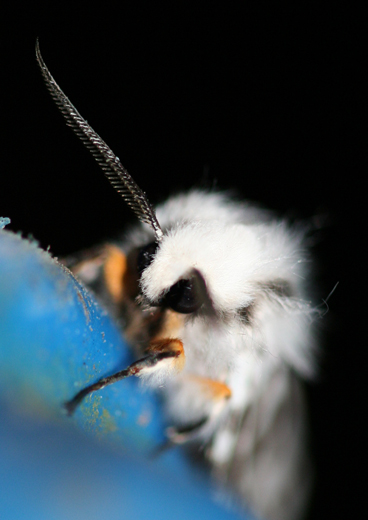 afw_8290_webwormMoth
