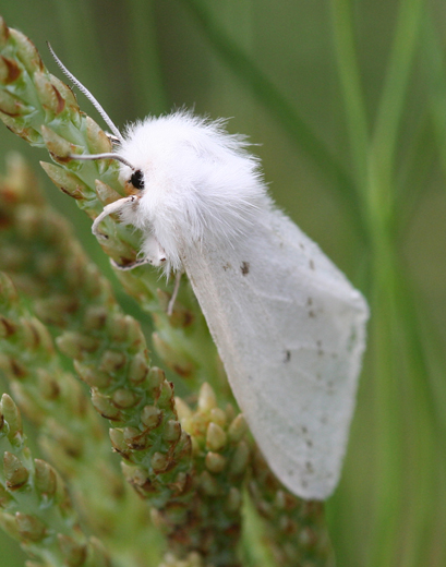 asm_9807_SaltMarshMoth
