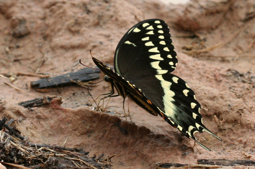 b0972_Swallowtai