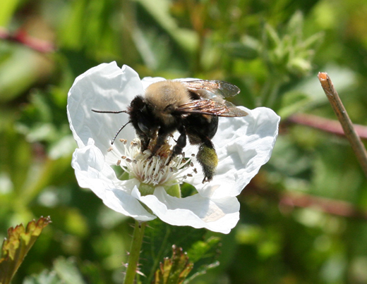 b9193_BumbleBee