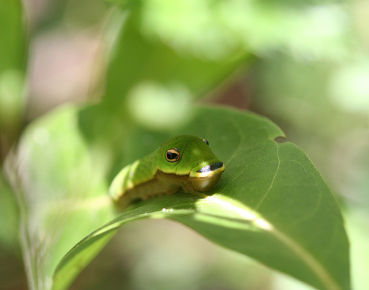 c1105_swallowtailCaterpillar