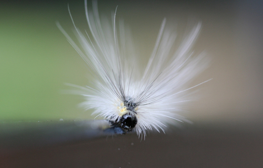 c5158_whitecaterpillar