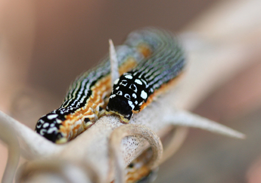 c6215_datana