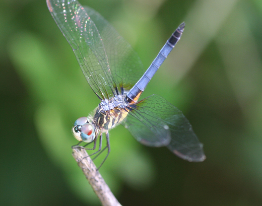 d1292_blueDasherDragonfly
