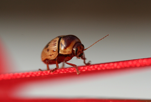 l5717_leafBeetle