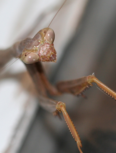 m02_6018_mantis