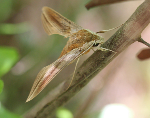 m0654_TersaSphinxMoth