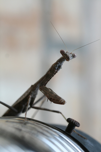 m4964_mantis