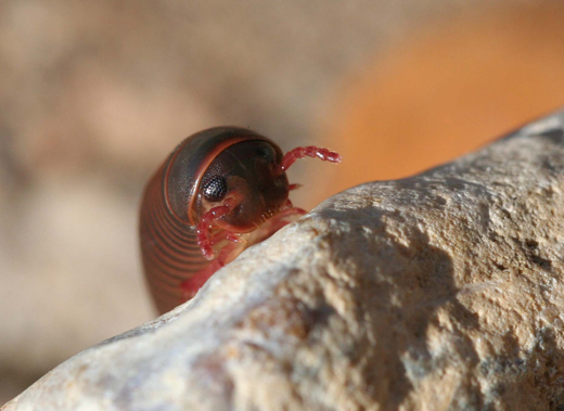 m5833_millipede
