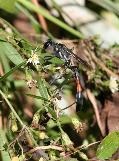 p5303_threadwaistedWasp
