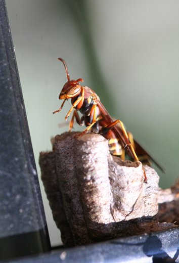 p5374_wasp