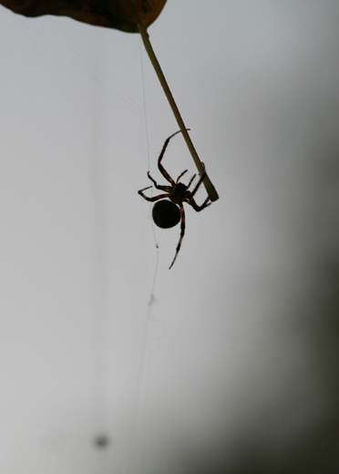 s5390_cobwebSpider