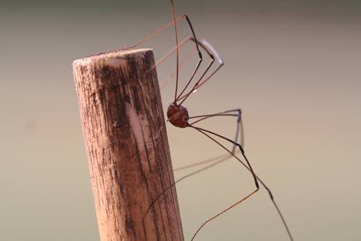s5714_harvestman