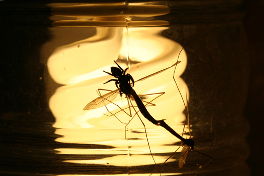 s8395_spiderDinner