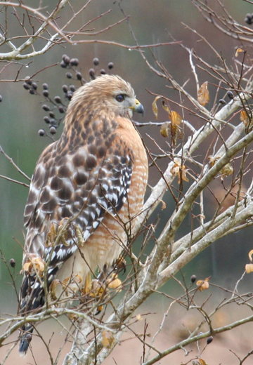t02_7225hawk