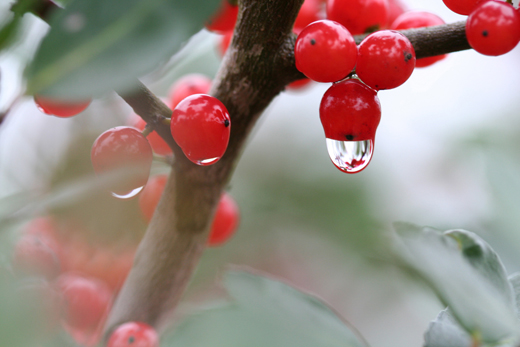 w0356_hollyberries