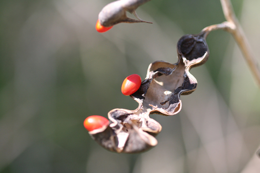 w0527_coralbeans