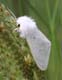 asm_9807_SaltMarshMoth