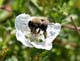 b9193_BumbleBee