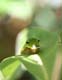 c1094_swallotailCaterpillar