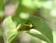 c1105_swallowtailCaterpillar