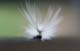 c5158_whitecaterpillar