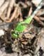 d1150_pondhawkDragonfly