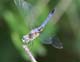 d1292_blueDasherDragonfly