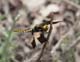 d9612_dragonFly