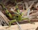 g1660_BirdGrasshopper