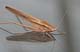 k6071_BroadTippedConehead
