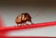 l5717_leafBeetle