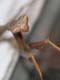m02_6018_mantis