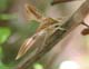 m0654_TersaSphinxMoth