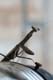 m4964_mantis