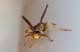 p3358_paperWasp