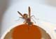 p3424_paperWasp