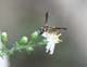 p5104_yellowJacket