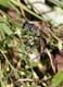 p5303_threadwaistedWasp