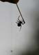 s5390_cobwebSpider