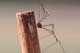 s5714_harvestman