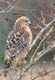 t02_7225hawk